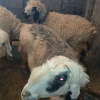 ۳ میش و یه بره معاوزه با بز|حیوانات مزرعه|مسجد سلیمان, |دیوار