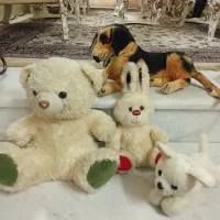 عروسک پولیشی