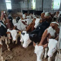 انواع گوساله سیمنتال و هلشتاین و دورگ محلی