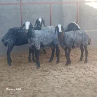 گوسفند شال