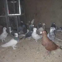 35عدد کفتر نر ماد داخلش بگیری دونی 200|پرنده|مرودشت, نقش رستم|دیوار
