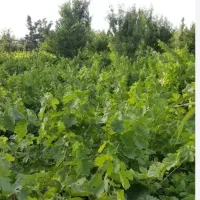 باغ انگور دیم