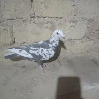 ماده بزک سیاه و سینه سلیمونی|پرنده|فسا, |دیوار