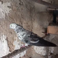 4عدد کبوتر پرشی