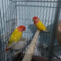 فروش طلای زرد