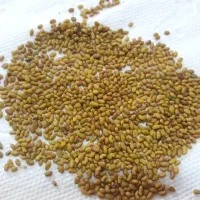 سبزینه بذر یونجه