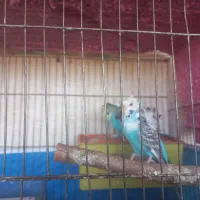 یک جفت مرغ عشق پروانه ای