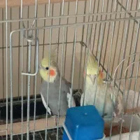 2 تا عروس هلندی نر و ماده با قفس 1033 و لانه