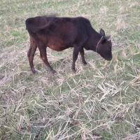 یک راس لیشه محلی و یک راس لیشه دورگ محلی|حیوانات مزرعه|توتکابن, |دیوار