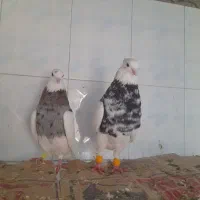 طوقی آس دم سفید یک