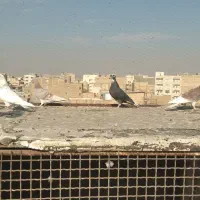 کبوتر گرفتنی