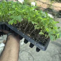 همکار خانوم برای گلخانه