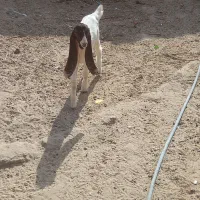 بز گلابی اصل  با دوتا کهر ماده