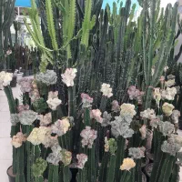 انواع کاکتوس های تزئینی و دکوراتیو