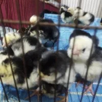 جوجه گلین|حیوانات مزرعه|مرودشت, رامجرد یک|دیوار