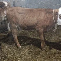 سمینتال درجه یک ماده