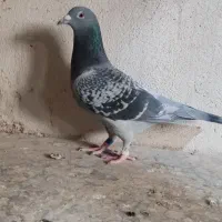 دو عدد ماده مسافتی|پرنده|پردیس, سیاه سنگ|دیوار