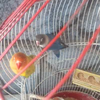 کوتوله|پرنده|اردکان, |دیوار