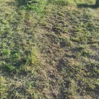 یونجه|لوازم جانبی حیوانات|خرم‌آباد, |دیوار