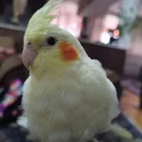 عروس هلندی|پرنده|الوند, |دیوار