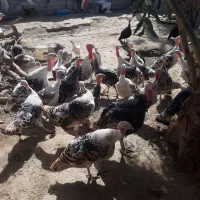 ماده بقلمون محلی
