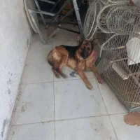 ژرمن ماده ۳۵۰۰