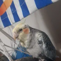 طوطی عروس هلندی