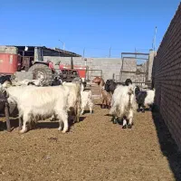 بز کردی مهابادی اصل|حیوانات مزرعه|بسطام, |دیوار