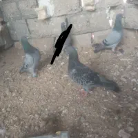 کبوتر پلاکی|پرنده|شبانکاره, |دیوار