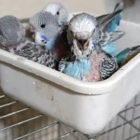جوجه سرلاکی انگلیسی گرید A