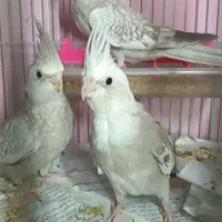 جوجه عروس هلندی ایزابلا طاووسی ابلغ مرواریدی