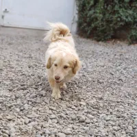 سگ پاکوتاه|سگ|سبزوار, امیریه|دیوار