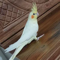 عروس‌هلندی ماده