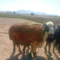 قوچ فروشی