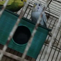 مرغ عشق جفت