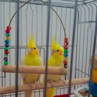عروس هلندی جفت