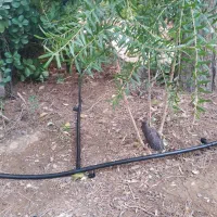 هرس .پاکن. کود دامی. اجرا سیستم آبیاری قطره ای.|خدمات باغبانی و درختکاری|شیراز, شهرک مهرگان|دیوار