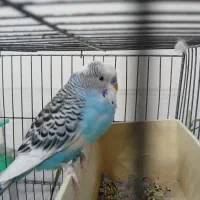 مرغ عشق|پرنده|ری, علایین|دیوار