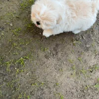 شیتزو سفید عروسکی|سگ|قزوین, |دیوار