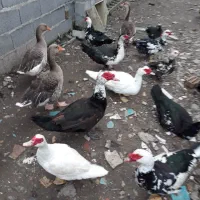 اردک اسرائیلی