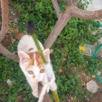 واگذاری گربه  کوچولو  خانگی|گربه|یزد, |دیوار