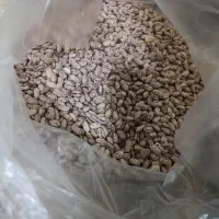 فروش لوبیا چیتی|خوردنی و آشامیدنی|بندرعباس, |دیوار