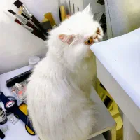 گربه ماده|گربه|ساری, |دیوار