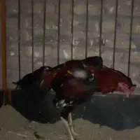 جوجه خروس لاری|حیوانات مزرعه|خوی, |دیوار