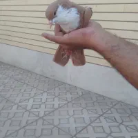 یک جفت زرد رسمی|پرنده|کرمان, |دیوار