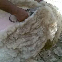 فروش پشم