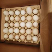 تخم مرغ رسمی نژاد آرین|عمدهفروشی|تهران, شهرک آزمایش|دیوار