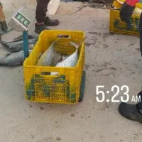 تور جشی