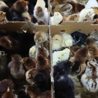 عرضه جوجه گلپایگان،گردن لخت ،کاکلی،اردک محلی