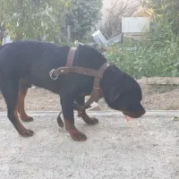 سگ روتوایلر گم کردم مژدگانی برای یابنده|حیوانات|چهارباغ, |دیوار